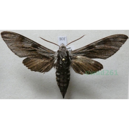 Sphinx pinastri (Linnaeus, 1758) Zawisak borowiec Czech80f